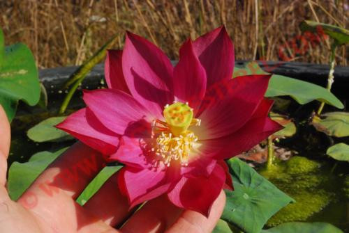 Nelumbo 'Chu Chu'