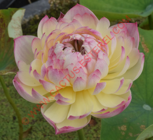 Nelumbo 'Hong Chun'
