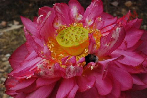 Nelumbo 'Hong Mu Dan'