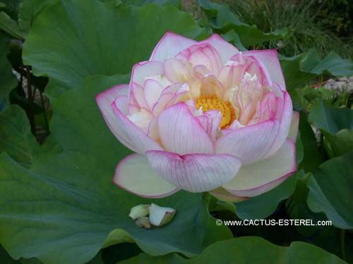 Nelumbo 'Lushan Bailian'