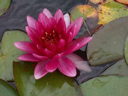 Nymphaea 'Perry's Super Red'