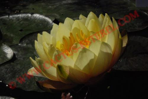 Nymphaea 'Pink Lemonade'