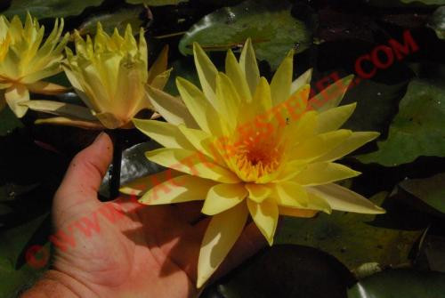 Nymphaea 'Pinwaree'