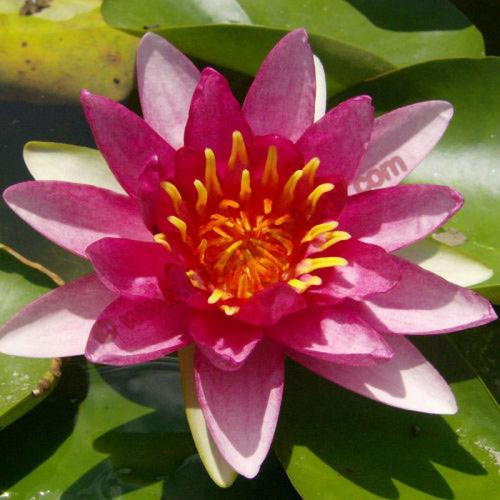 Nymphaea 'Radiant Red'