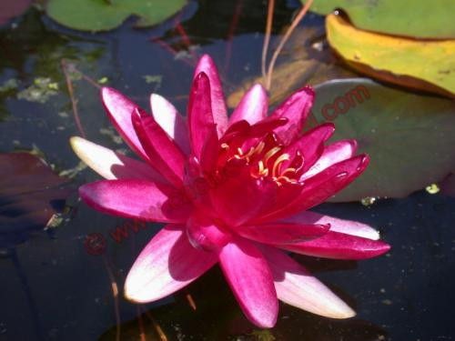 Nymphaea 'Red Paradise'