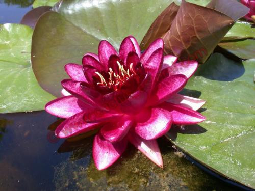 Nymphaea 'Red Queen'