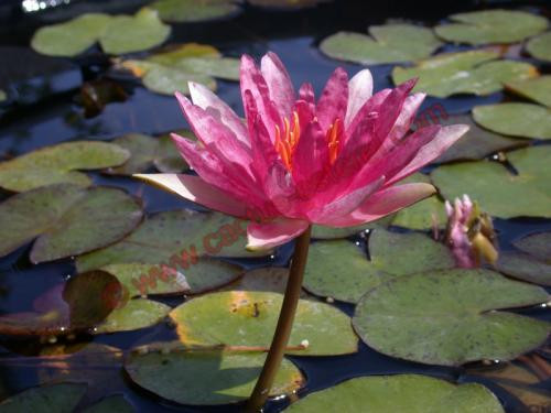 Nymphaea 'Red Spider'