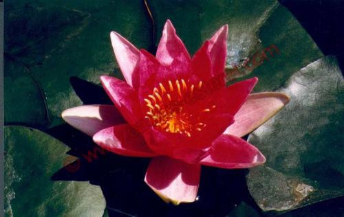 Nymphaea 'René Gérard'