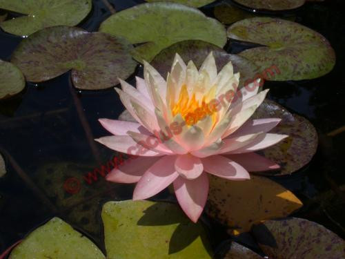Nymphaea 'Sunny Pink'