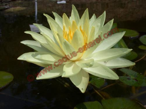 Nymphaea 'Sunrise'