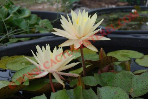 Nymphaea 'Texas Dawn'