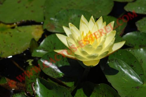 Nymphaea 'Thongsup'