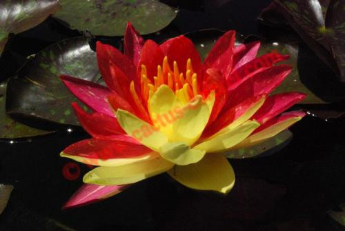 Nymphaea 'Wanvisa'