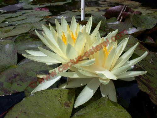 Nymphaea 'Yellow Queen'