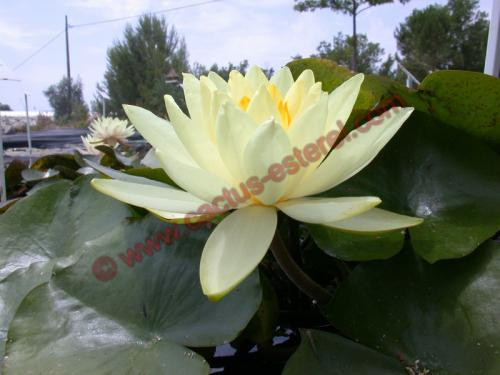 Nymphaea 'Yellow Sensation'