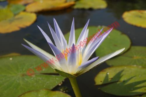 Nymphaea caerulea, le lotus bleu du Nil.