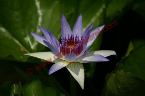 Nymphaea colorata