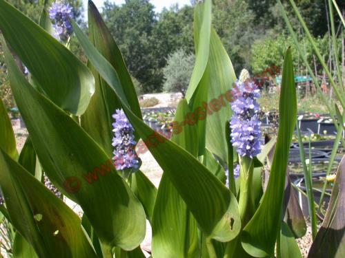 Pontederia lanceolata