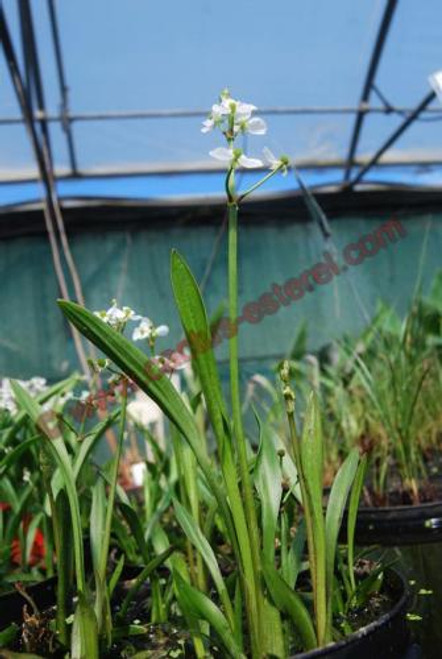 Sagittaria graminea