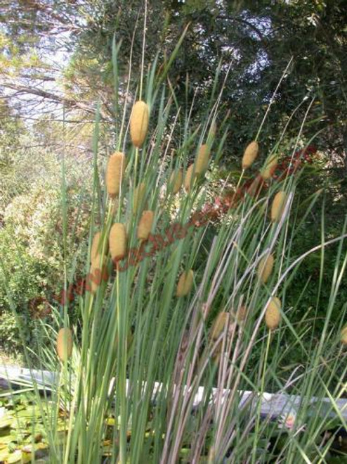 Typha laxmannii