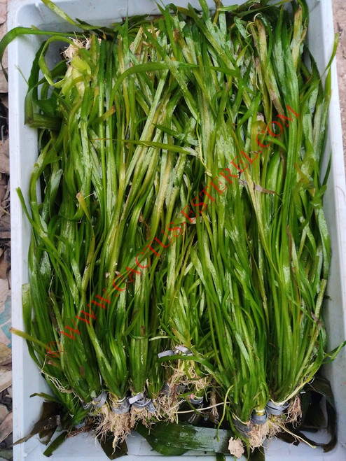 Vallisneri spiralis
