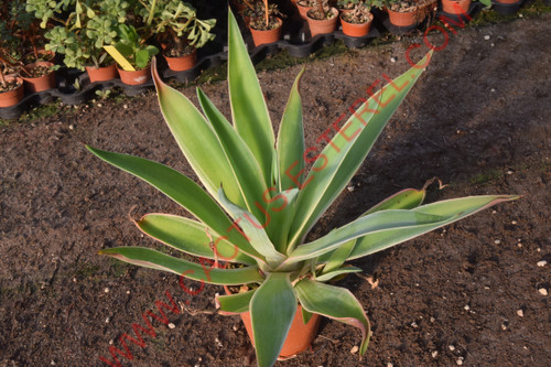 Agave desmetiana 'Marginata'