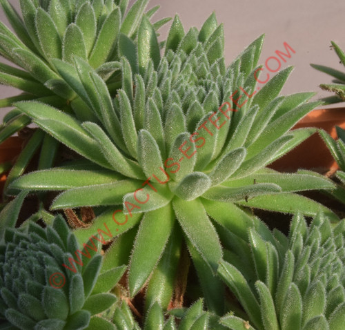 Sempervivum 'Midas'