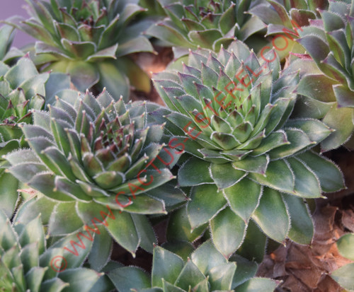 Sempervivum 'Turmalin'