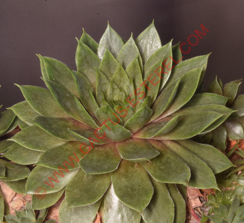 Sempervivum 'Smaragad'