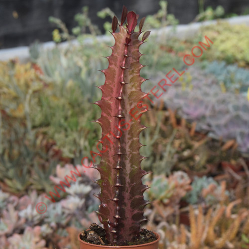 Euphorbia trigona fa. rubra