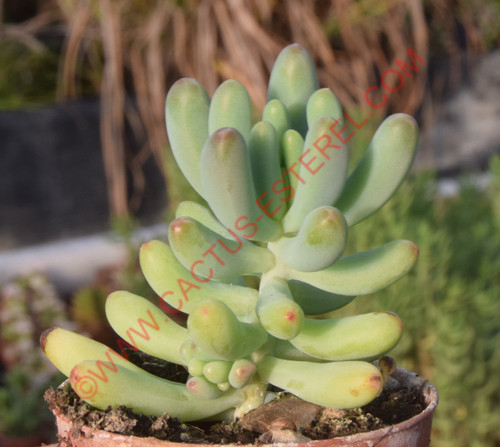 Sedum pachyphyllum