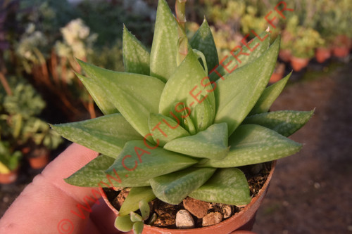 Haworthia reticulata