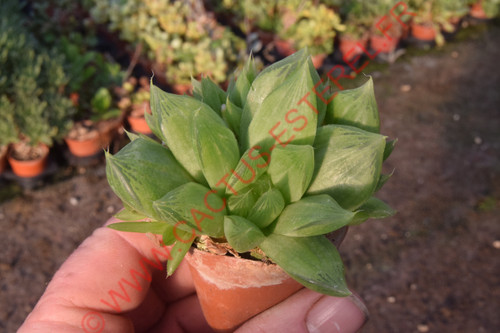 Haworthia planifolia v.sublaevis