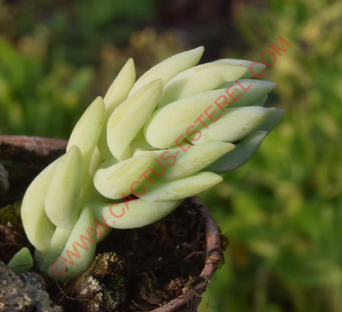 Sedum morganianum
