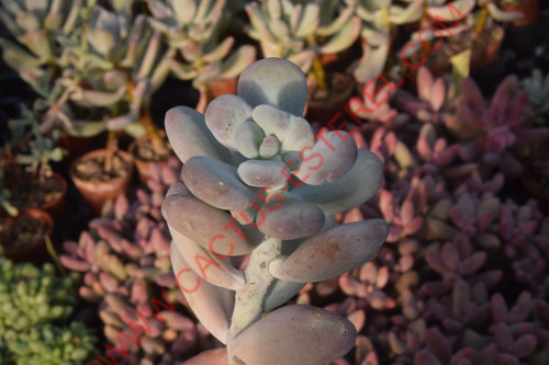 Pachyphytum bracteosum