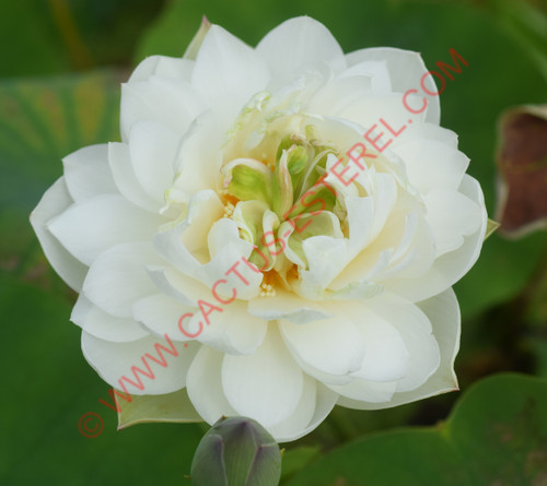 Nelumbo 'Yellow Jade'