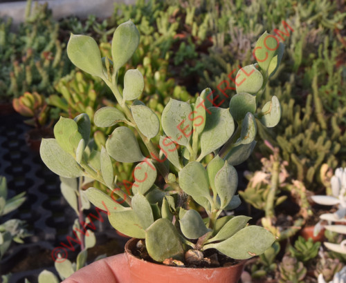 Senecio cedrorum