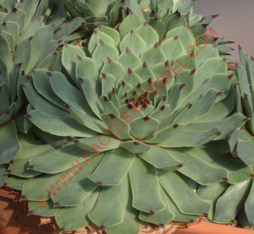 Sempervivum 'Pink Pearl'