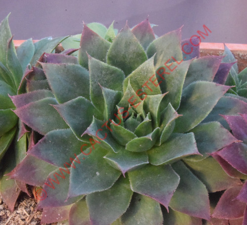 Sempervivum 'Sumplonstern'