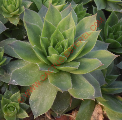 Sempervivum tectorum 'Belgica'