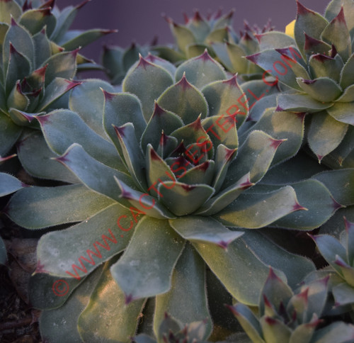 Sempervivum calcareum 'Guillaumes'