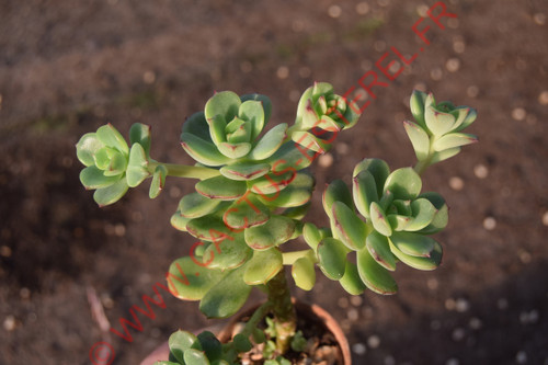 Echeveria multicaulis 'Coerulescens'