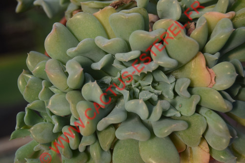 Echeveria runyonii 'Topsy Turvy' Cristata