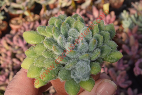 Echeveria setosa var. minor forme bleue