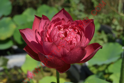 Nelumbo 'Drop Blood'