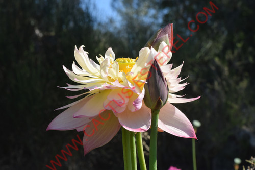 Nelumbo 'Jin Se'