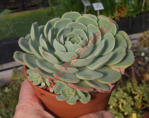 Echeveria secunda ISI 2001-30