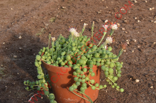 Curio (Senecio) rowleyanus