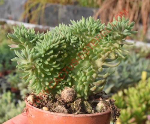 Sedum reflexum fa. cristata