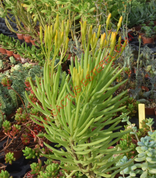 Senecio barbertonicus